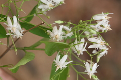 Wrightia tinctoria var. rothii